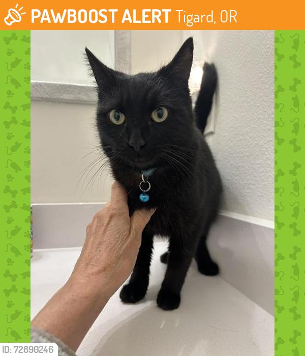 Found/Stray Female Cat last seen SW Uplands & Roshak, Tigard, OR 97223