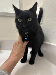 Found/Stray Female Cat last seen SW Uplands & Roshak, Tigard, OR 97223