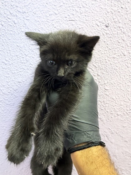 Shelter Stray Female Cat last seen Near TROWBRIDGE DR, EL PASO, TX, 79925, CITY of El Paso, TX, Fort Bliss, TX 79906