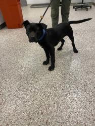 Shelter Stray Male Dog last seen Gastonia, NC , Gastonia, NC 28052