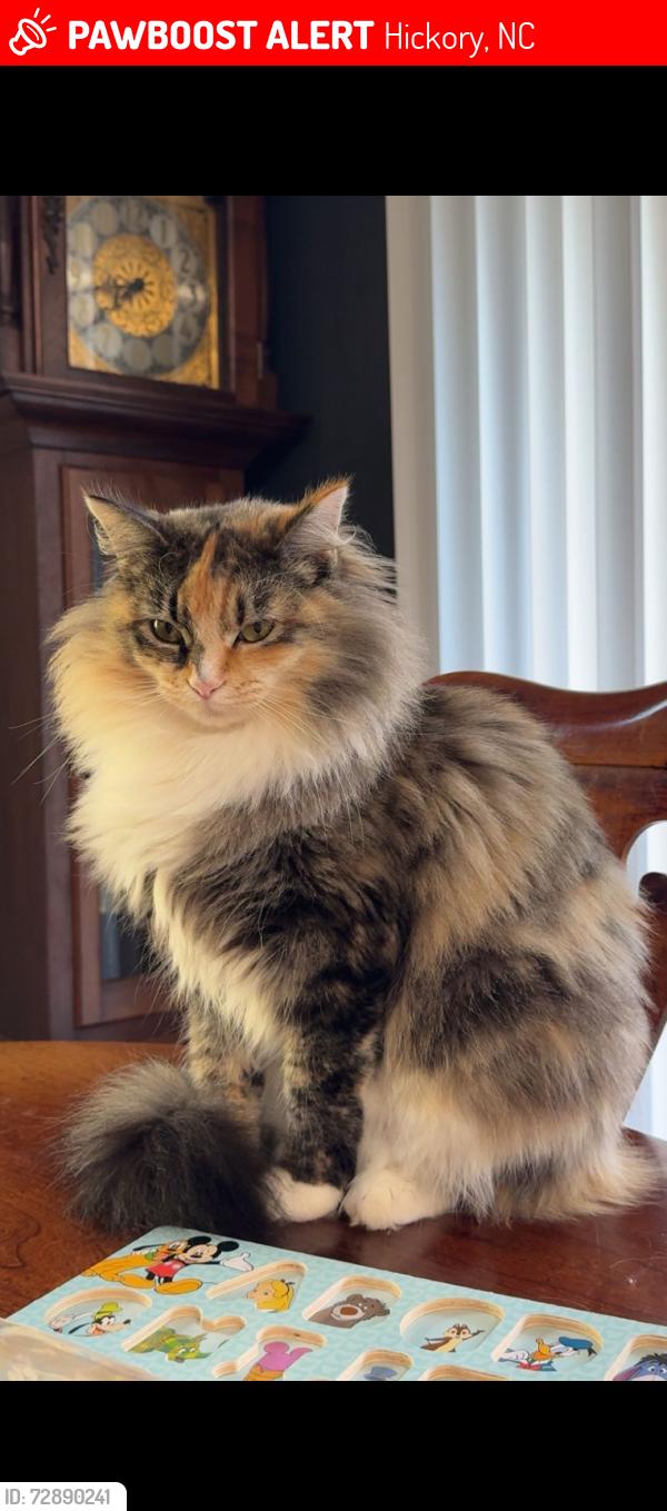 Lost Female Cat last seen Across the street from Mountain View Volunteer Fire Department , Hickory, NC 28602