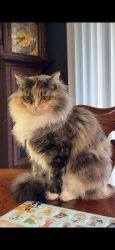 Lost Female Cat last seen Across the street from Mountain View Volunteer Fire Department , Hickory, NC 28602
