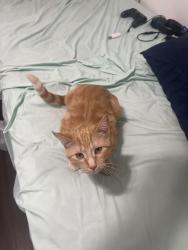 Found/Stray Female Cat last seen By Quick Trip hubbell ave, Des Moines, IA 50317