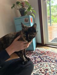 Found/Stray Unknown Cat last seen SE 67th and Raymond, Portland, OR 97206