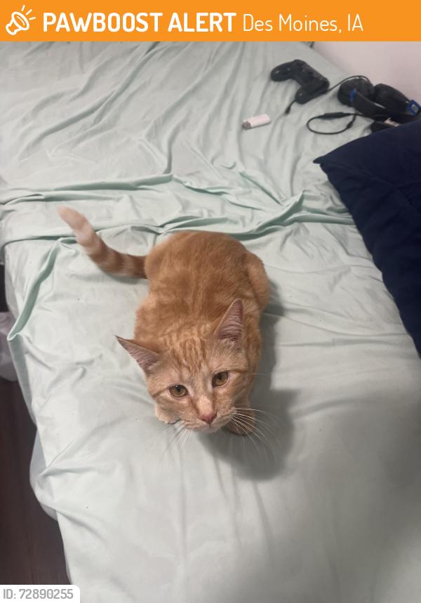 Found/Stray Female Cat last seen By Quick Trip hubbell ave, Des Moines, IA 50317