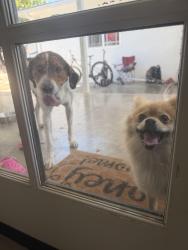 Lost Female Dog last seen Oakdale and scenic , Modesto, CA 95355
