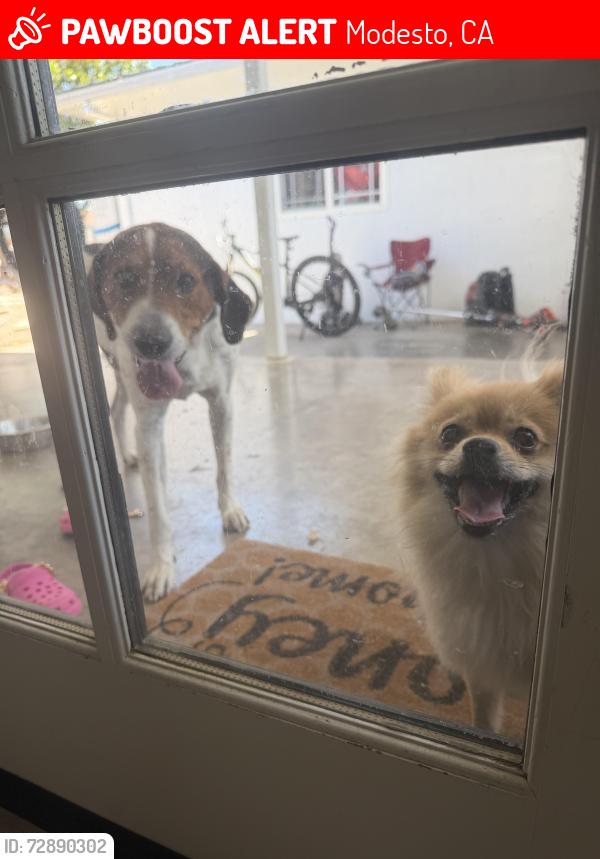 Lost Female Dog last seen Oakdale and scenic , Modesto, CA 95355