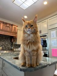 Lost Male Cat last seen Ridgeview Ranch neighborhood , San Antonio, TX 78253