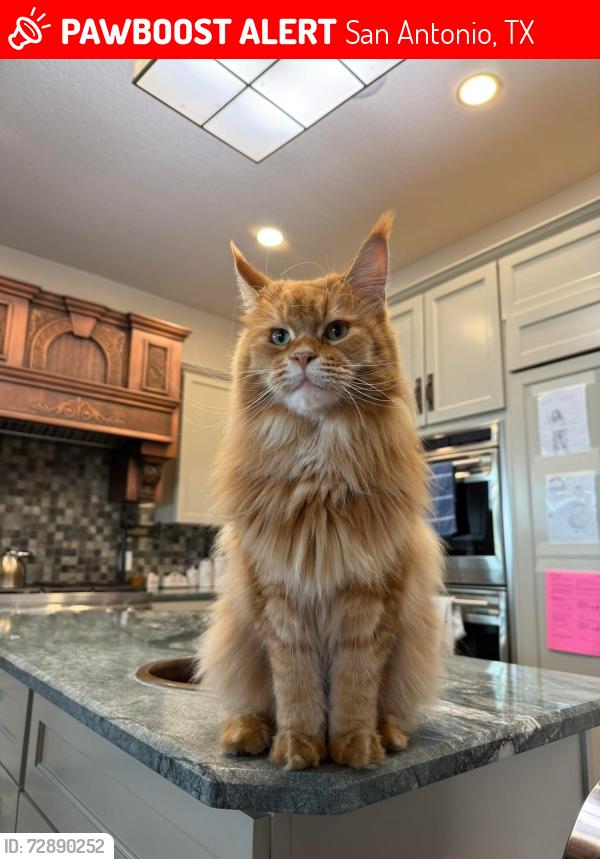 Lost Male Cat last seen Ridgeview Ranch neighborhood , San Antonio, TX 78253