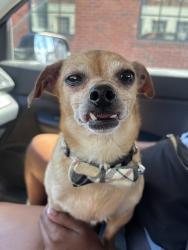 Reunited Male Dog last seen 16th & Oregon , Philadelphia, PA 19145