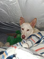 Reunited Male Dog last seen By start bucks and Mac donalds, Tracy, CA 95376