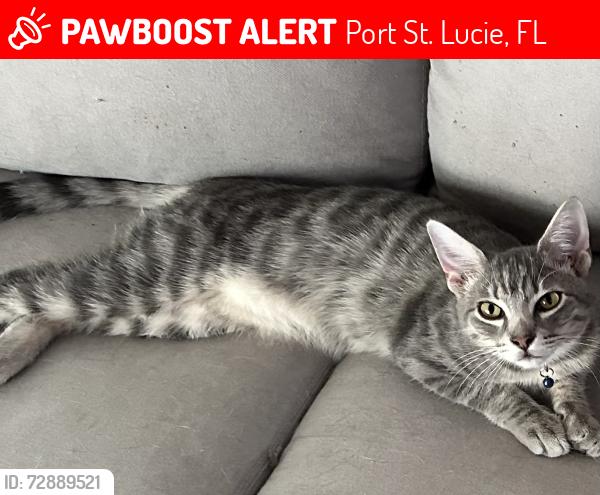 Lost Male Cat last seen Streamlet and crowberry, Port St. Lucie, FL 34983