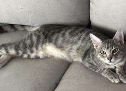 Lost Male Cat last seen Streamlet and crowberry, Port St. Lucie, FL 34983