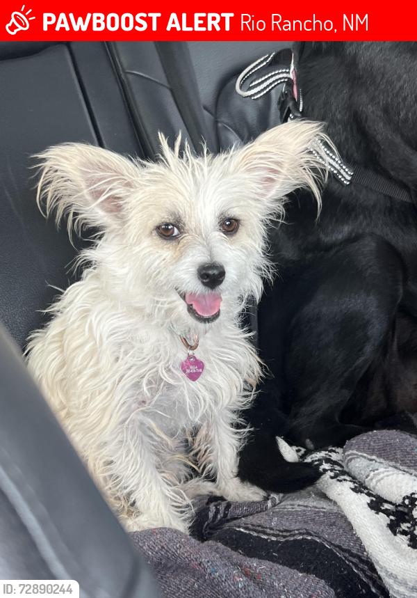 Lost Male Dog last seen Augusta hills , Rio Rancho, NM 87144