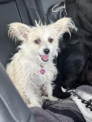 Lost Male Dog last seen Augusta hills , Rio Rancho, NM 87144