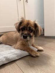 Found/Stray Unknown Dog last seen cirkle k in priceville al, Decatur, AL 35601