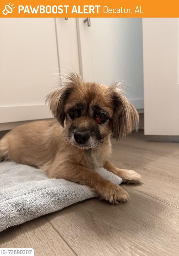 Found/Stray Unknown Dog last seen cirkle k in priceville al, Decatur, AL 35601