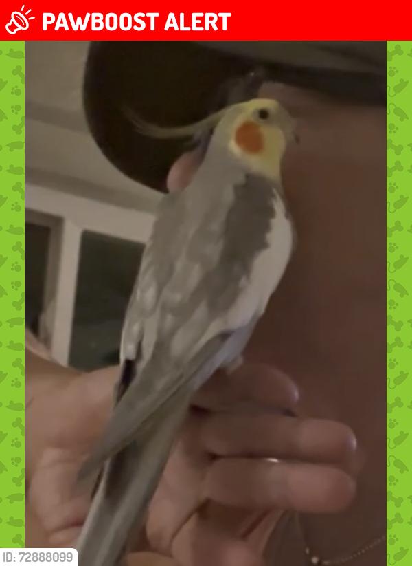 Lost Male Bird last seen Hwy 276 (Geer Hwy), Greenville County, SC 29690