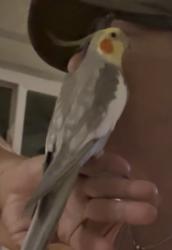 Lost Male Bird last seen Hwy 276 (Geer Hwy), Greenville County, SC 29690