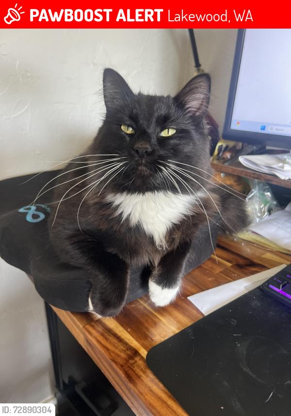 Lost Male Cat last seen Winona and Edgewood Ave , Lakewood, WA 98498