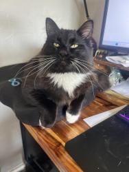 Lost Male Cat last seen Winona and Edgewood Ave , Lakewood, WA 98498