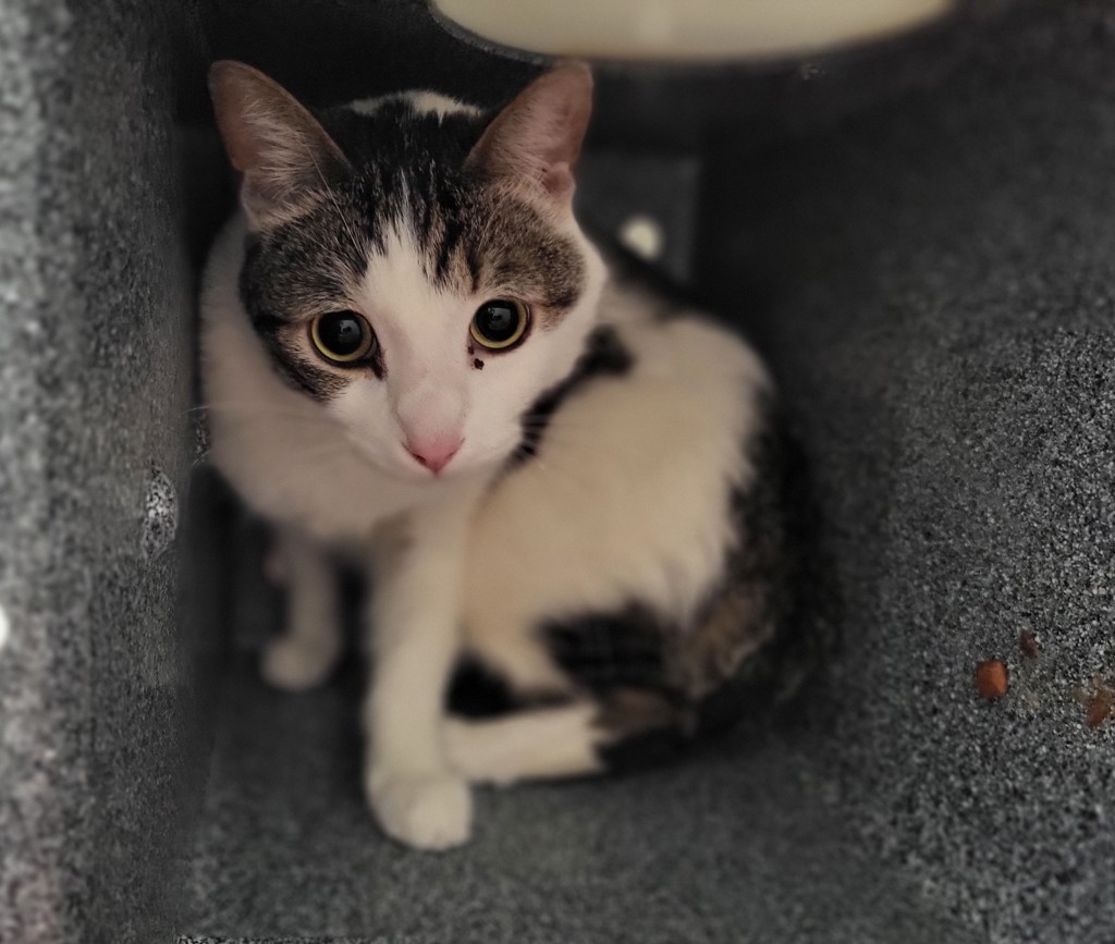 Shelter Stray Male Cat last seen Near Swallow Drive, Vista, CA, 92083, Oceanside, CA 92058
