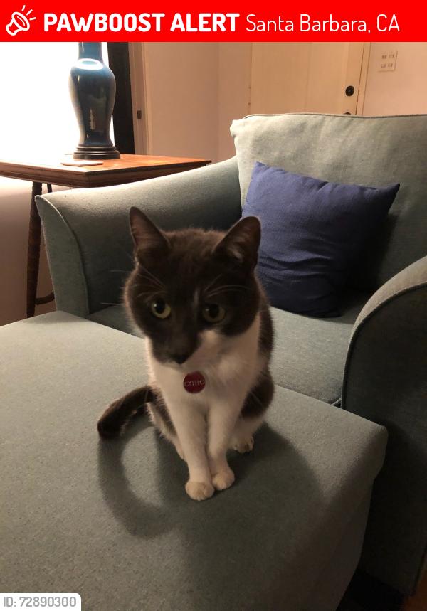 Lost Female Cat last seen La Vista Grande, Santa Barbara, CA 93103