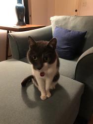 Lost Female Cat last seen La Vista Grande, Santa Barbara, CA 93103