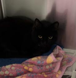 Shelter Stray Unknown Cat last seen Near Roundup Avenue, San Diego, CA, 92129, San Diego, CA 92110