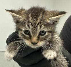 Shelter Stray Female Cat last seen Near Glencore Drive, San Diego, CA, 92114, San Diego, CA 92110