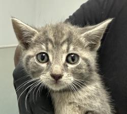 Shelter Stray Male Cat last seen Near Glencore Drive, San Diego, CA, 92114, San Diego, CA 92110