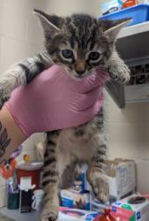 Shelter Stray Male Cat last seen Apt 11,800 N Mollison Avenue, El Cajon, CA, 92021, El Cajon, CA 92020