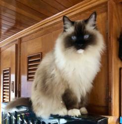 Lost Male Cat last seen Pleasant Harbor Marina, Hwy 101, Brinnon, WA, Brinnon, WA 98320