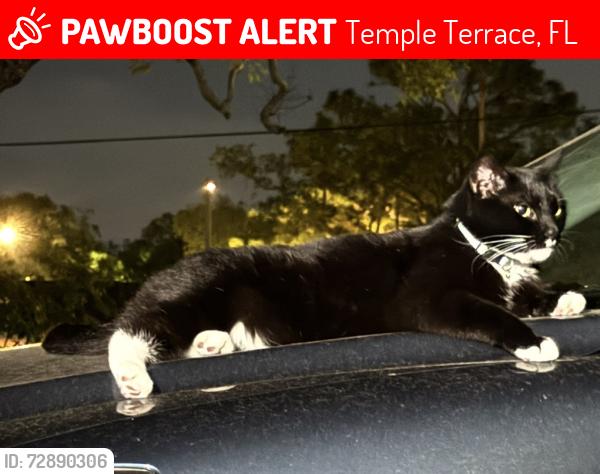 Lost Female Cat last seen Between 56th and 50th near Fletcher ave, Temple Terrace, FL 33617