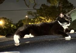 Lost Female Cat last seen Between 56th and 50th near Fletcher ave, Temple Terrace, FL 33617
