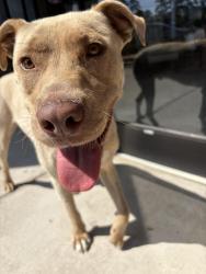 Found/Stray Male Dog last seen bragg shops plaza , Fayetteville, NC 28303