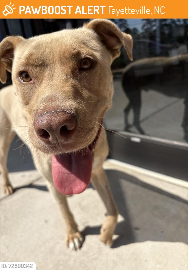 Found/Stray Male Dog last seen bragg shops plaza , Fayetteville, NC 28303