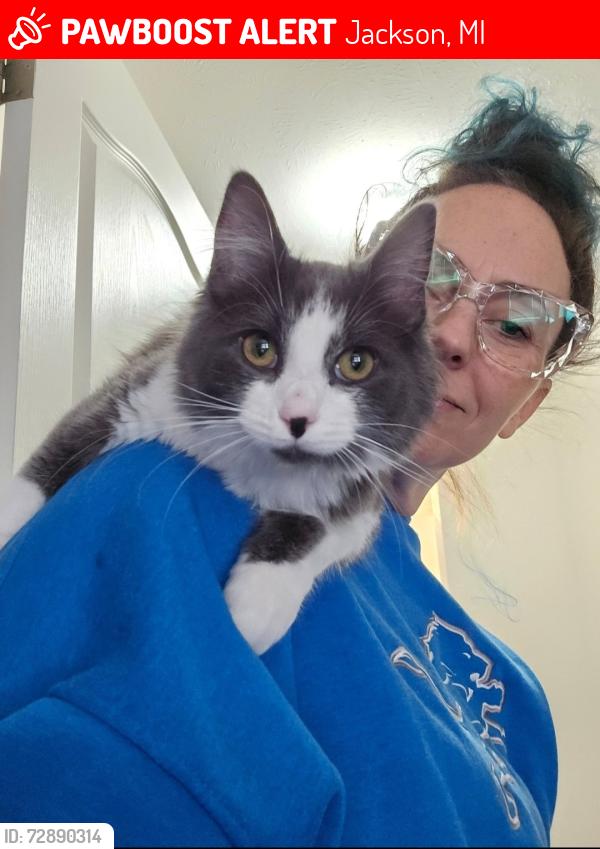 Lost Female Cat last seen Parnall Rd by The Reserves/Walnut Ridge, Jackson, MI 49203