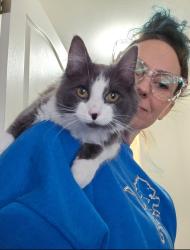 Lost Female Cat last seen Parnall Rd by The Reserves/Walnut Ridge, Jackson, MI 49203