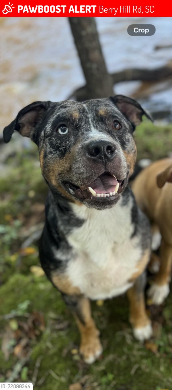 Lost Male Dog last seen Near Hwy, Berry Hill Rd, SC 29730