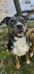 Lost Male Dog last seen Near Hwy, Berry Hill Rd, SC 29730