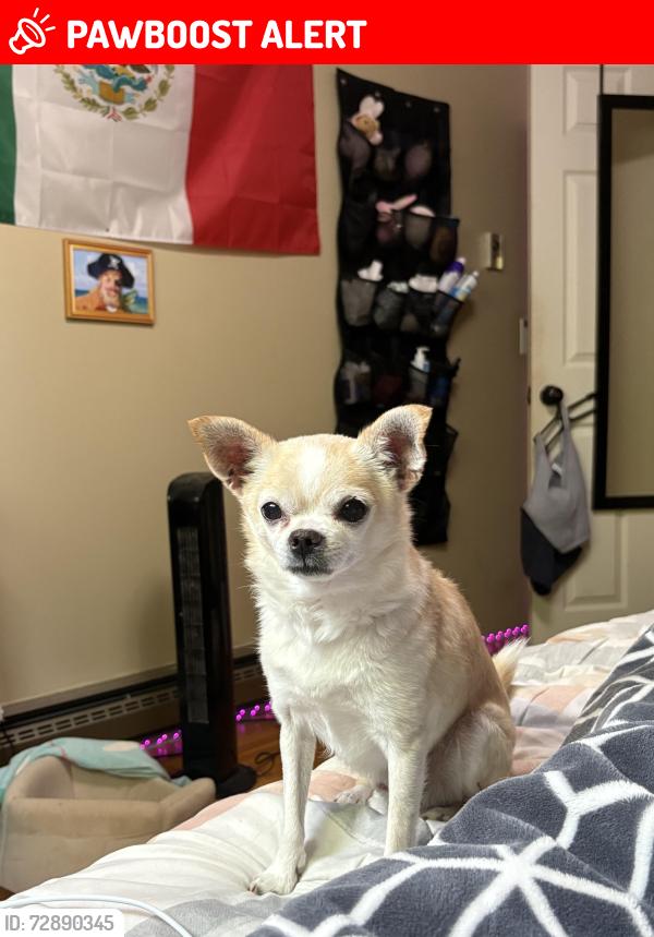 Lost Male Dog last seen Eastmont park, East Wenatchee, WA 98802
