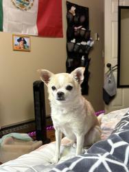 Lost Male Dog last seen Eastmont park, East Wenatchee, WA 98802