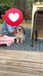 Reunited Female Dog last seen Memphis tn , Memphis, TN 38119