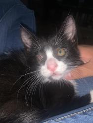 Lost Male Cat last seen Park, Manassas Park, VA 20111