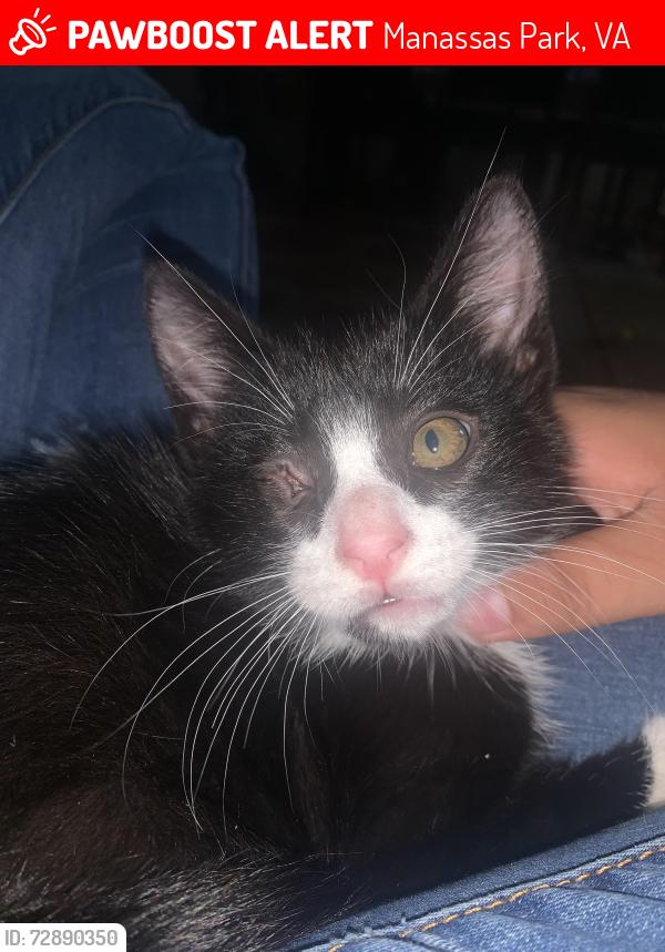 Lost Male Cat last seen Park, Manassas Park, VA 20111