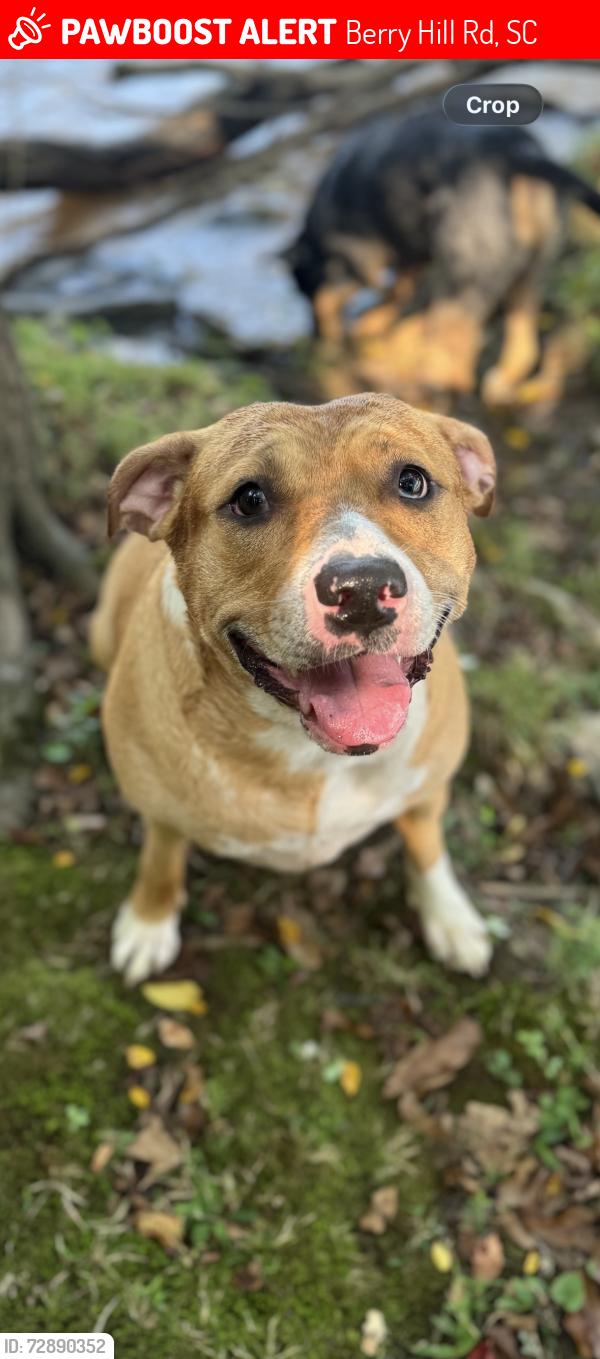 Lost Female Dog last seen Near Hwy, Berry Hill Rd, SC 29730