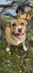Lost Female Dog last seen Near Hwy, Berry Hill Rd, SC 29730