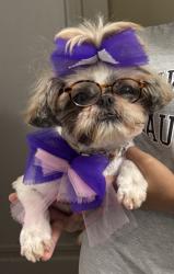 Lost Female Dog last seen 45th street and Brewster Ave by Christ Temple Church, Louisville, KY 40211
