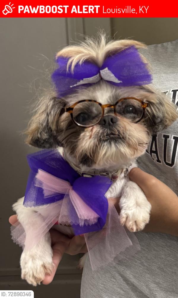 Lost Female Dog last seen 45th street and Brewster Ave by Christ Temple Church, Louisville, KY 40211